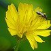 20230625 1285CPw [D~LIP] Kleinköpfiger Pippau (Crepis capillaris), Insekt, Bad Saluflen