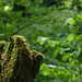 20150523 -25 Rando VTT La chapelle en Vercors (258) al