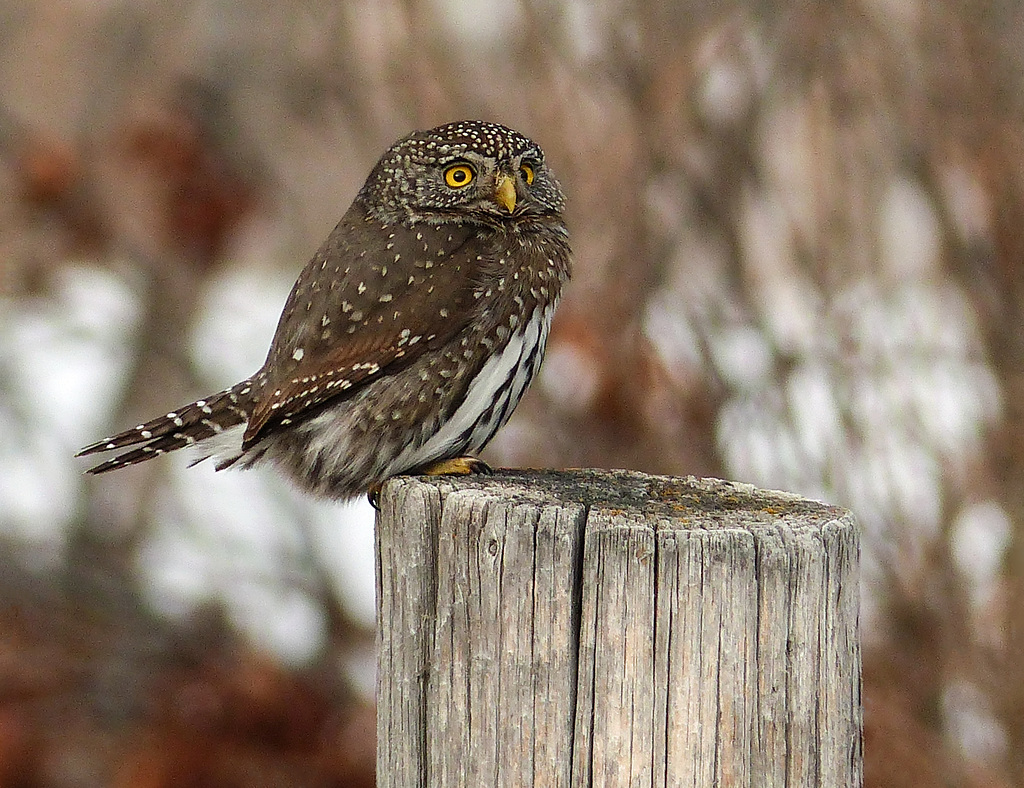 Fond memories of a popcan-sized owl