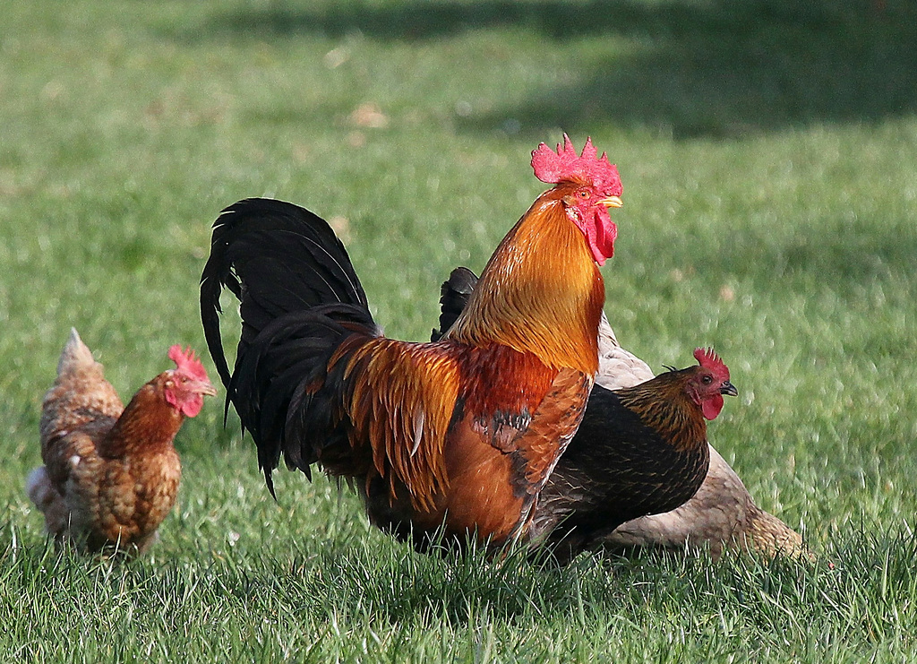 "Glückliche" Hühner