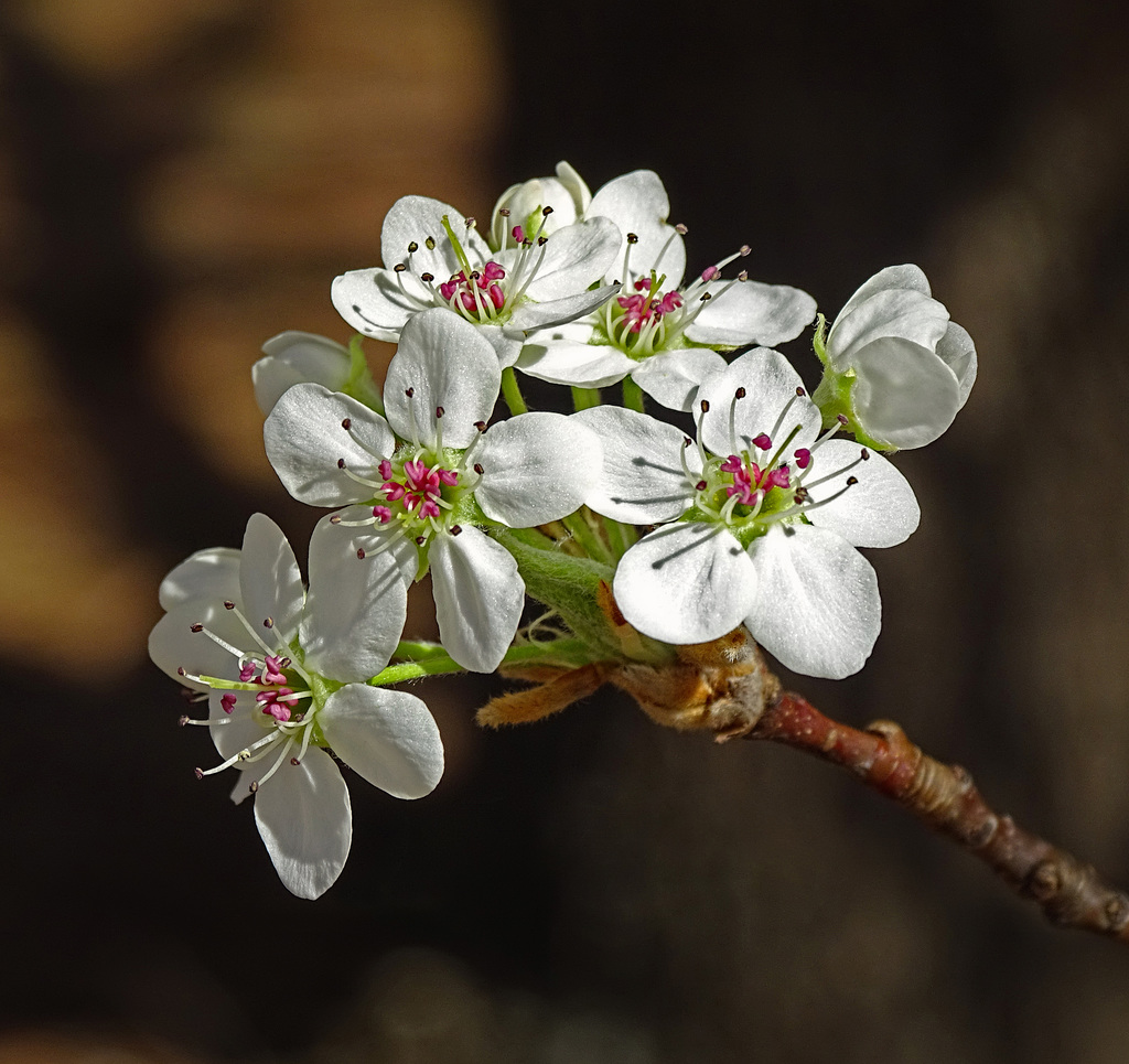 Bradford Pear blossoms