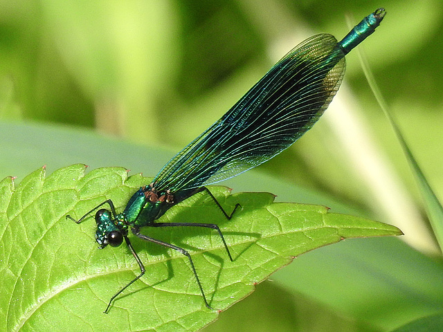 20170611 1816CPw [D~LIP] Gebänderte Prachtlibelle (Calopteryx splendens) [m], UWZ, Bad Salzuflen