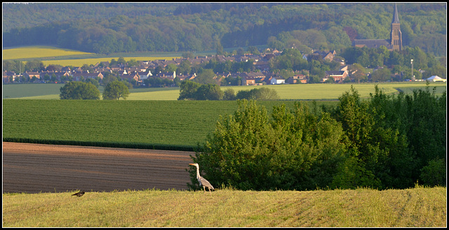 Heron Field