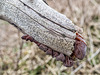 Auricularia Auricula - Judae