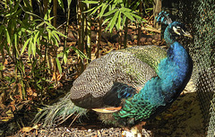 20181021 4291CPw [D~HF] Pfau, Tierpark Herford