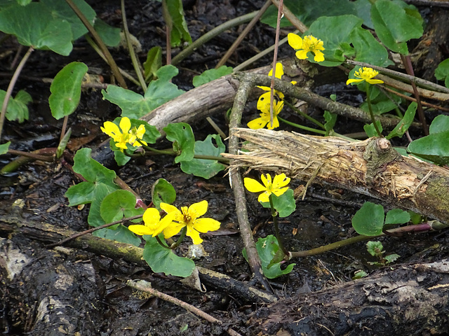 Blüten im Feuchtgebiet ums Steinhuder Meer