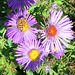 Wild New England Aster