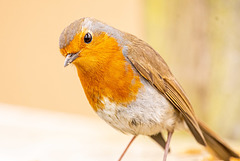 Robin