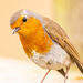 Robin