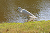 Great White Heron