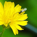 20230625 1286CPw [D~LIP] Kleinköpfiger Pippau (Crepis capillaris), Insekt, Bad Saluflen