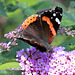 EOS 90D Peter Harriman 12 08 37 21269 redAdmiral dpp