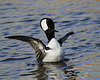 harle couronné / hooded merganser