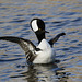 harle couronné / hooded merganser