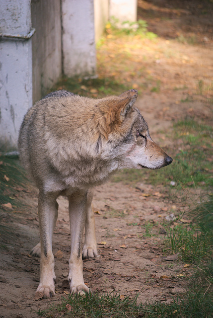 Der Wolf im Białowieża-Urwald