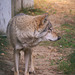 Der Wolf im Białowieża-Urwald