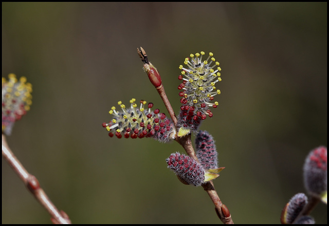 Salix purpurea