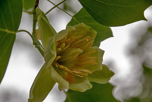 20150616 8382VRAw [D~RI] Tulpenbaum (Liriodendron tulipifera), Rinteln