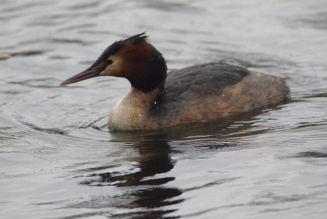 EF7A1133greatcrestedgrebe