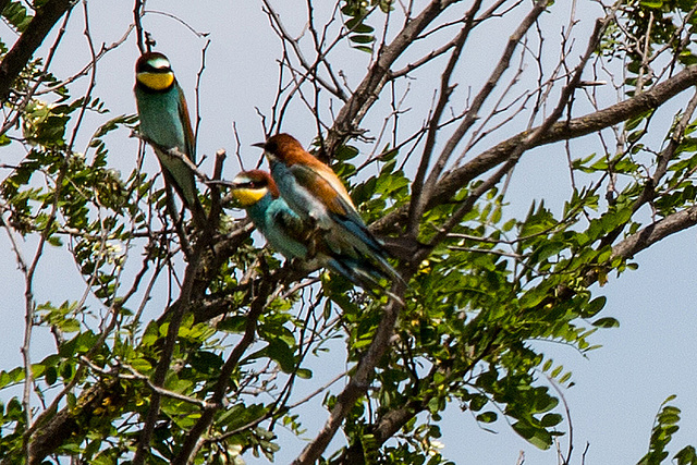 20170516 2967VRTw [A] Bienenfresser (Merops apiaster), Neusiedler See, [Oslib-Rust]