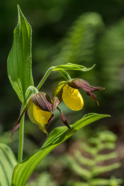 Cypripedium parviflorum variety parviflorum (Small Yellow Lady's-slipper orchid)