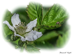 Brombeeren Blüte  und Fliege