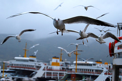 Yalova ferry, Turkey