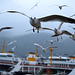 Yalova ferry, Turkey