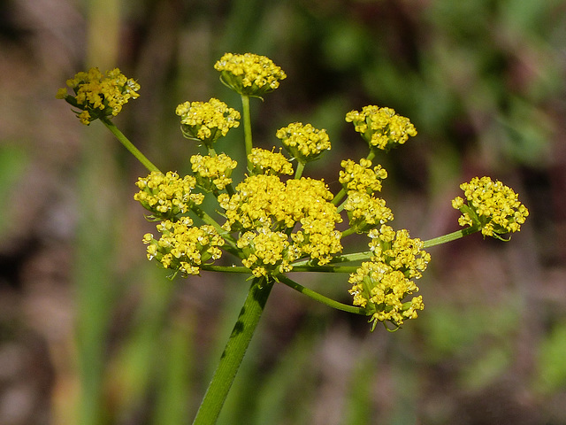 Nine-leaved Desert Parsley / Lomatium triternatum?