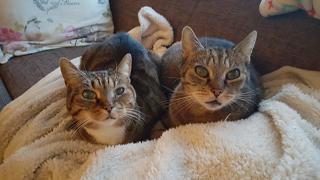 Oscar and Fleur (left)   Cats of my Cleaning  Woman