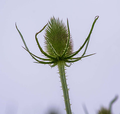 Teasel