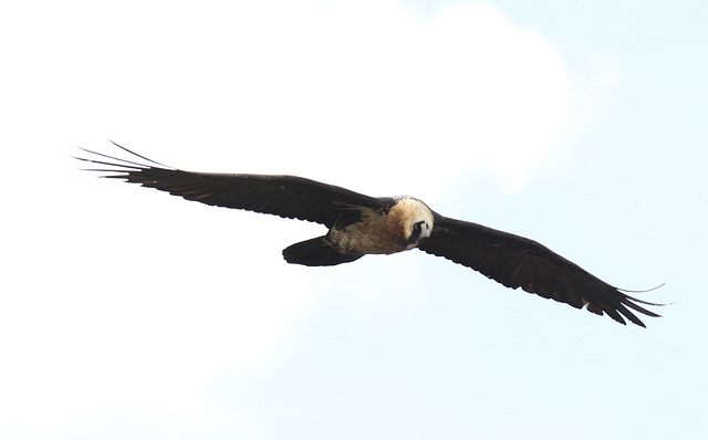 Lammergeier in the Simien Mountains