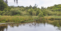 Sanquhar Loch with Mallards