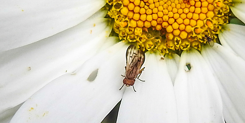 20200614 8544CPw [D~LIP] Grasfliege, Bad Salzuflen