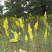 Showy Goldenrod