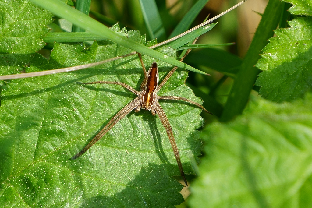 Spinne auf Blatt