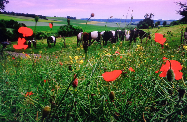 Poppy Cows