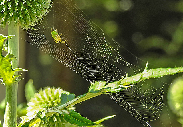 20230625 1288CPw [D~LIP] Kürbisspinne (Araniella cucurbitina), Bad Salzuflen