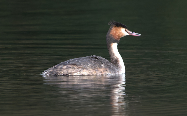 EF7A9659-CR2 DxO DeepPRIME -1GreatCrestedGrebe