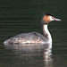 EF7A9659-CR2 DxO DeepPRIME -1GreatCrestedGrebe