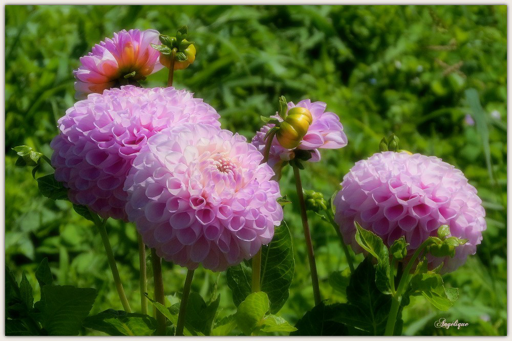 Bon week-end  mes ami(e)s ❤️Dahlia