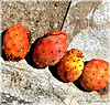 fallen and abandoned ripe prickly pears