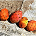 fallen and abandoned ripe prickly pears