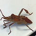 Insecto