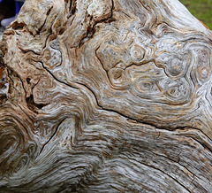 The Fairy Tree