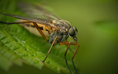 Die Gemeine Schnepfenfliege (Rhagio scolopaceus) vor der Linse :)) The downlooker snipefly (Rhagio scolopaceus) in front of the lens :)) le leptis bécasse (Rhagio scolopaceus) devant l'objectif :))