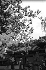 HimuroJinja 04