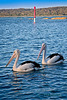 Australian Pelicans