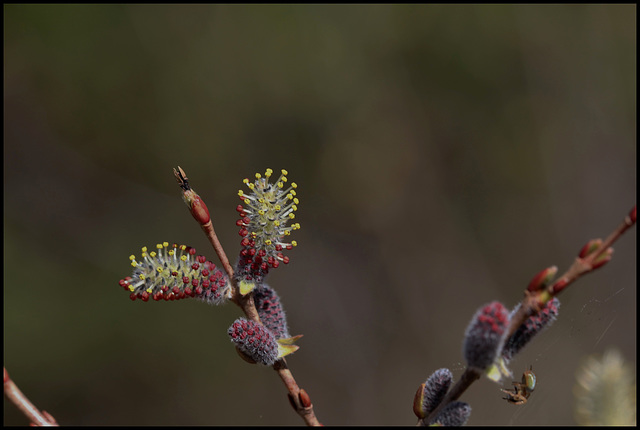 Salix purpurea