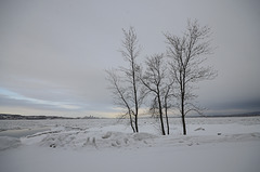 Au nom des arbres